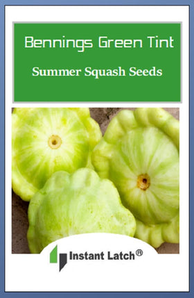 Instant Latch Bennings Green Tint Scallop Squash plant in garden bed promising fresh harvests
