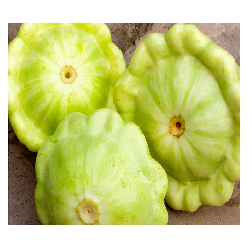 Instant Latch Bennings Green Tint Scallop Squash seeds bag ready for home gardening