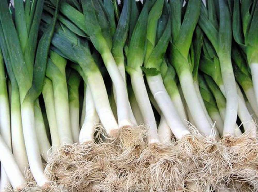 Instant Latch Carantan leek seeds pack, ideal for home gardening and fresh harvests