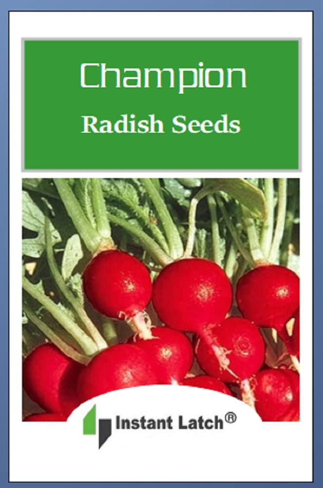 Instant Latch Champion Radish Seeds harvest-ready radish crop after 28 days