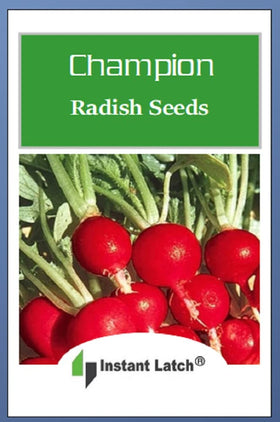 Instant Latch Champion Radish Seeds harvest-ready radish crop after 28 days