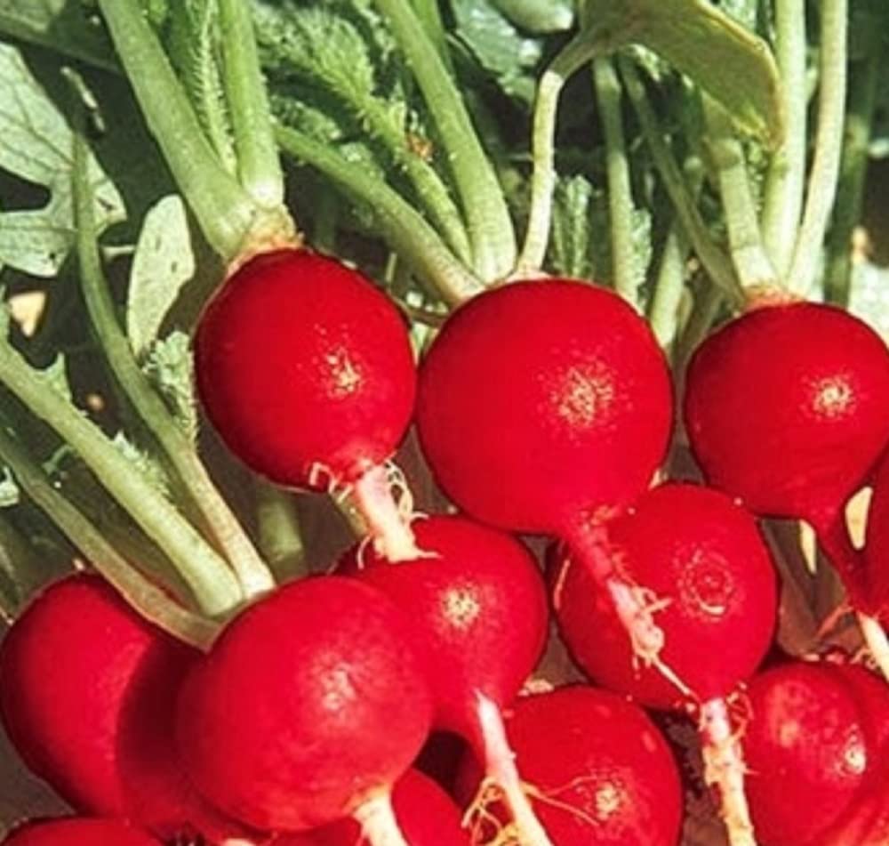 Instant Latch Champion Radish Seeds seed packet for quick, cool-season planting