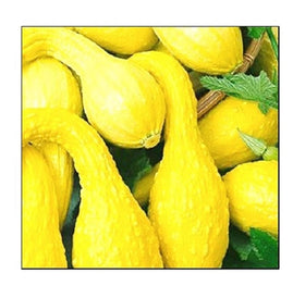 Instant Latch crookneck squash seeds pack ready for direct sow in warm-season gardens