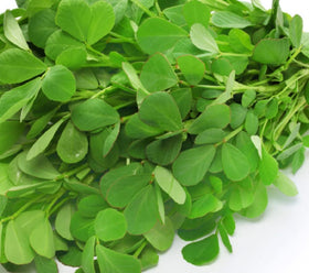 Instant Latch fenugreek seeds closeup for direct sow planting in warm climates