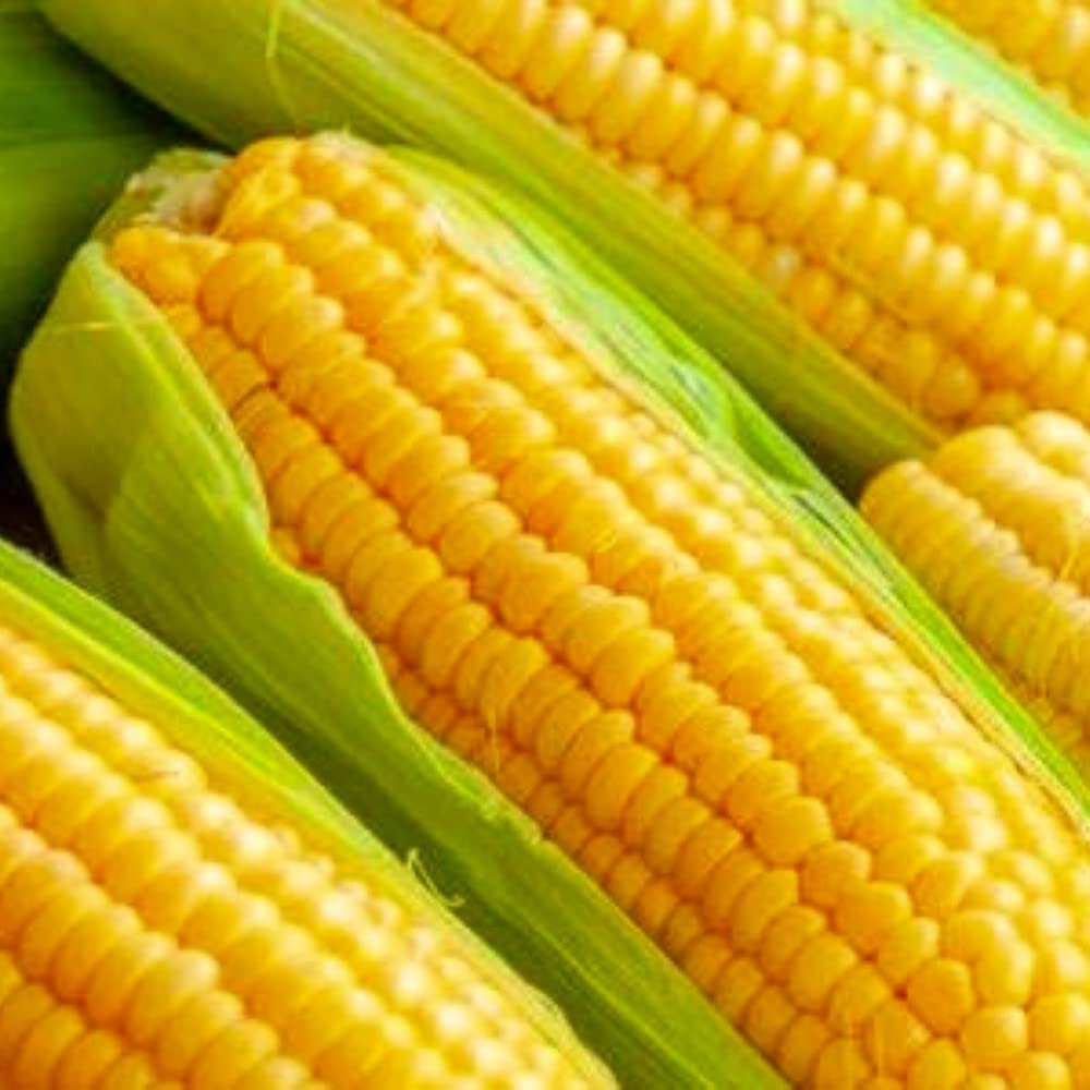 Instant Latch Golden Bantam corn seed ear close-up shows golden kernels for harvest.