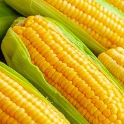 Instant Latch Golden Bantam corn seed ear close-up shows golden kernels for harvest.