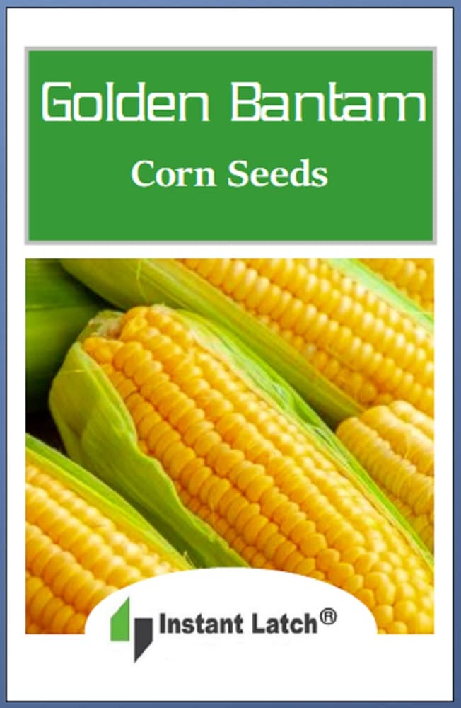 Instant Latch Golden Bantam corn seed planting row demonstrates direct sow suitability.