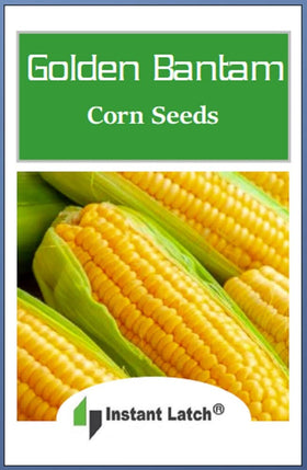 Instant Latch Golden Bantam corn seed planting row demonstrates direct sow suitability.
