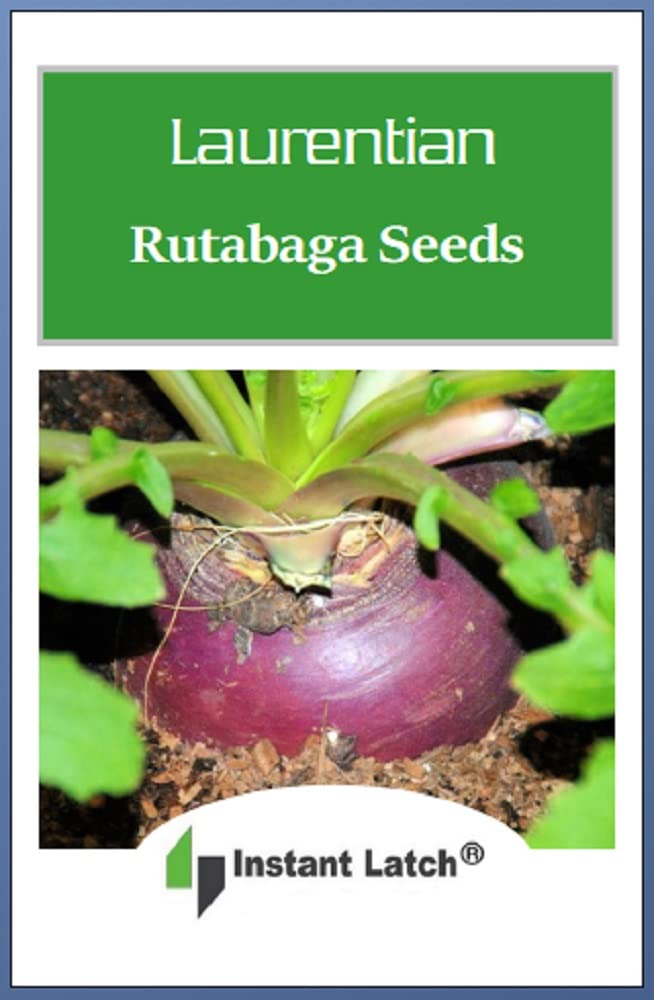 Instant Latch Laurentian rutabaga close-up showing creamy flesh for roasting