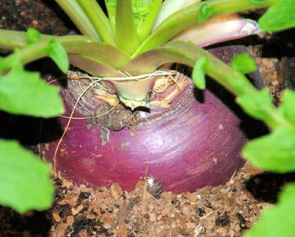 Instant Latch Laurentian rutabaga root ready to harvest in the garden