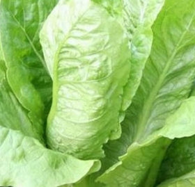Instant Latch Parris Island Romaine seeds packet front, non-GMO heirloom for cool-season planting