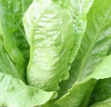 Instant Latch Parris Island Romaine seeds packet front, non-GMO heirloom for cool-season planting
