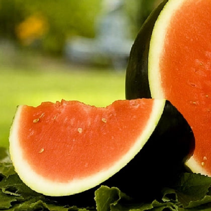 Instant Latch Sugar Baby Watermelon Seeds pack for backyard harvest.