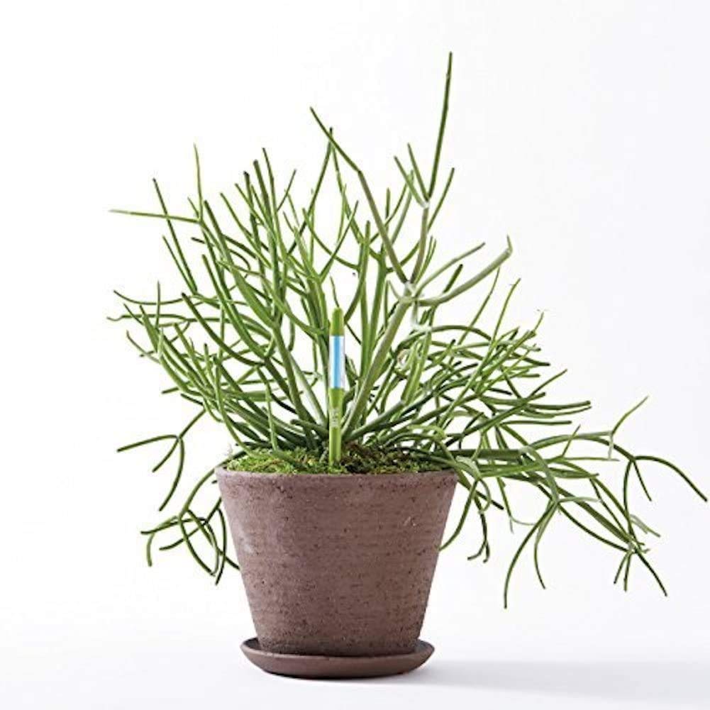 IPPINKA Sustee Aquameter blue indicator after watering helps timing