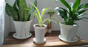 IRIGROVA 2-5inch pot tray under succulent for drip containment.