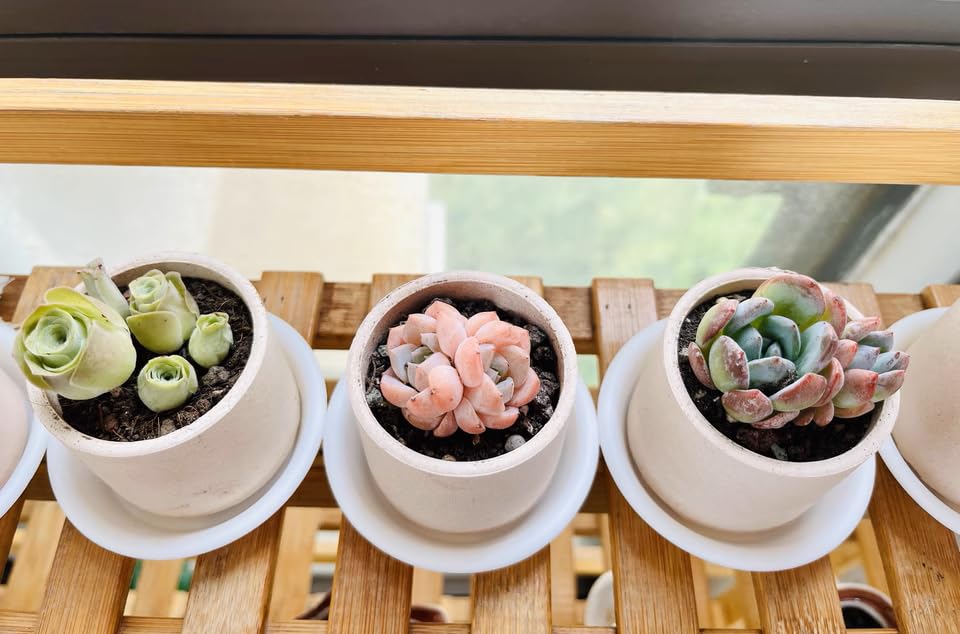 IRIGROVA windowsill-ready saucers protect floors from spills and stains.