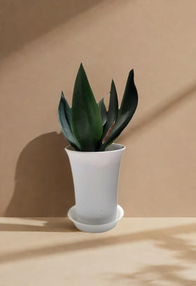 IRIGROVA small-pot saucer on table features water-drip protection and tidy setup.