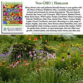 Isla's Garden Seeds Burst of Bloom border bloom attracting pollinators in borders.