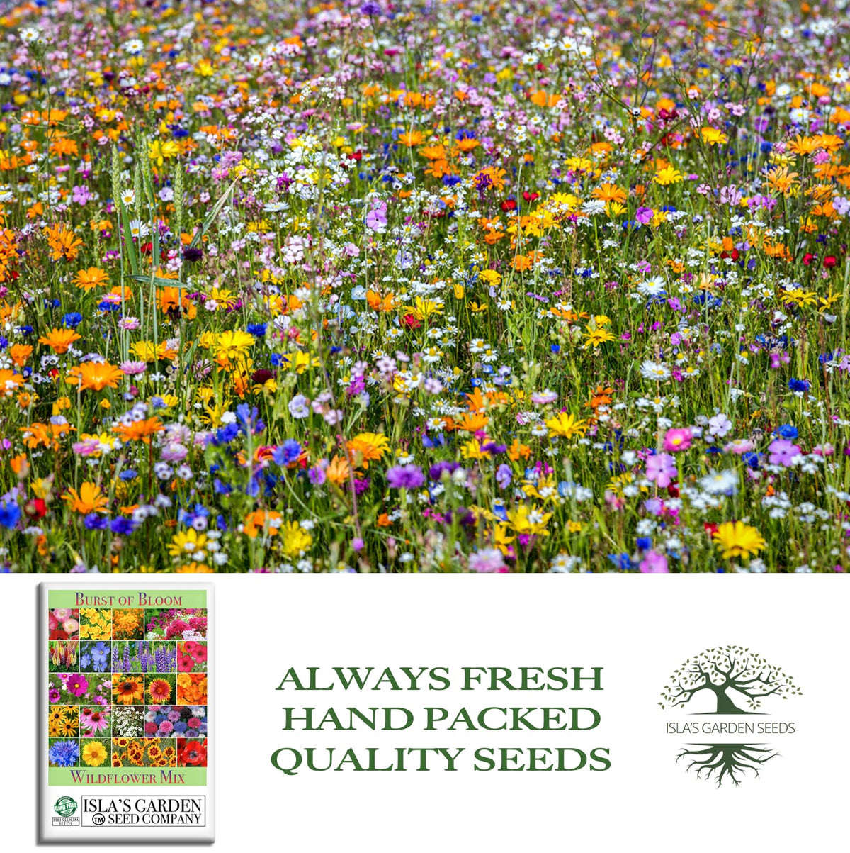 Burst of Bloom container planting showcases color in sunlit outdoor spaces.
