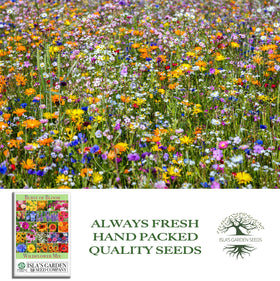 Burst of Bloom container planting showcases color in sunlit outdoor spaces.