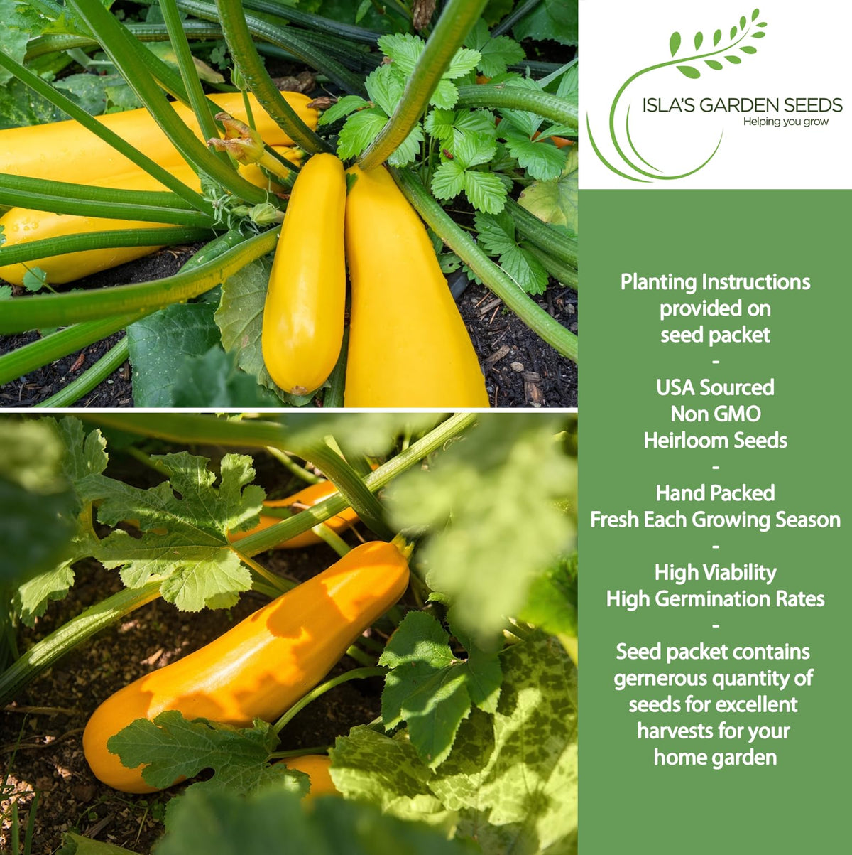 Isla's Garden harvest-ready yellow squash ideal for slicing, grilling, or sautéing.