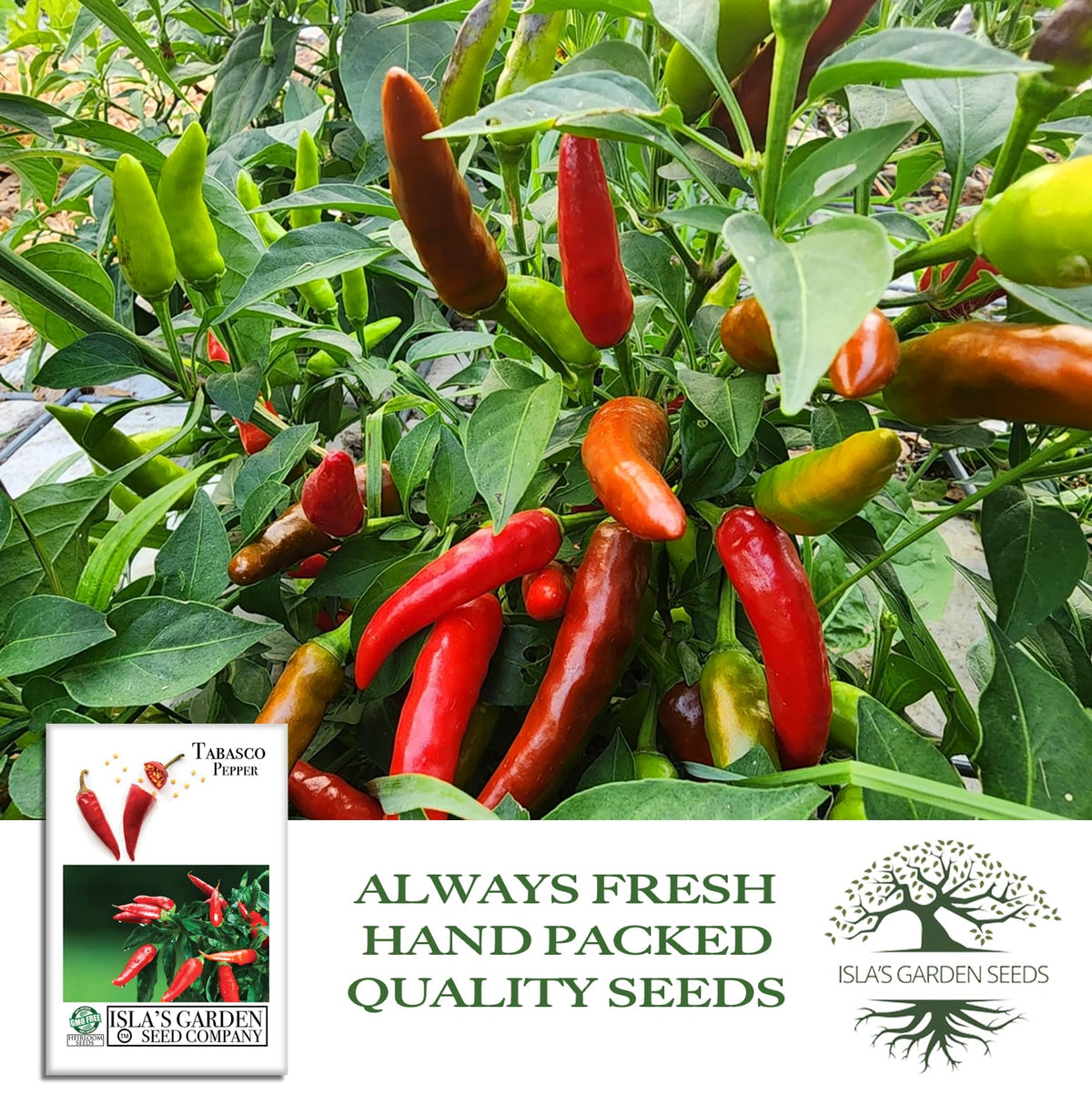 Small 1–2 inch Tabasco peppers ready to harvest on the plant