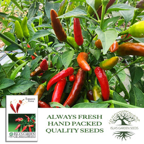 Small 1–2 inch Tabasco peppers ready to harvest on the plant