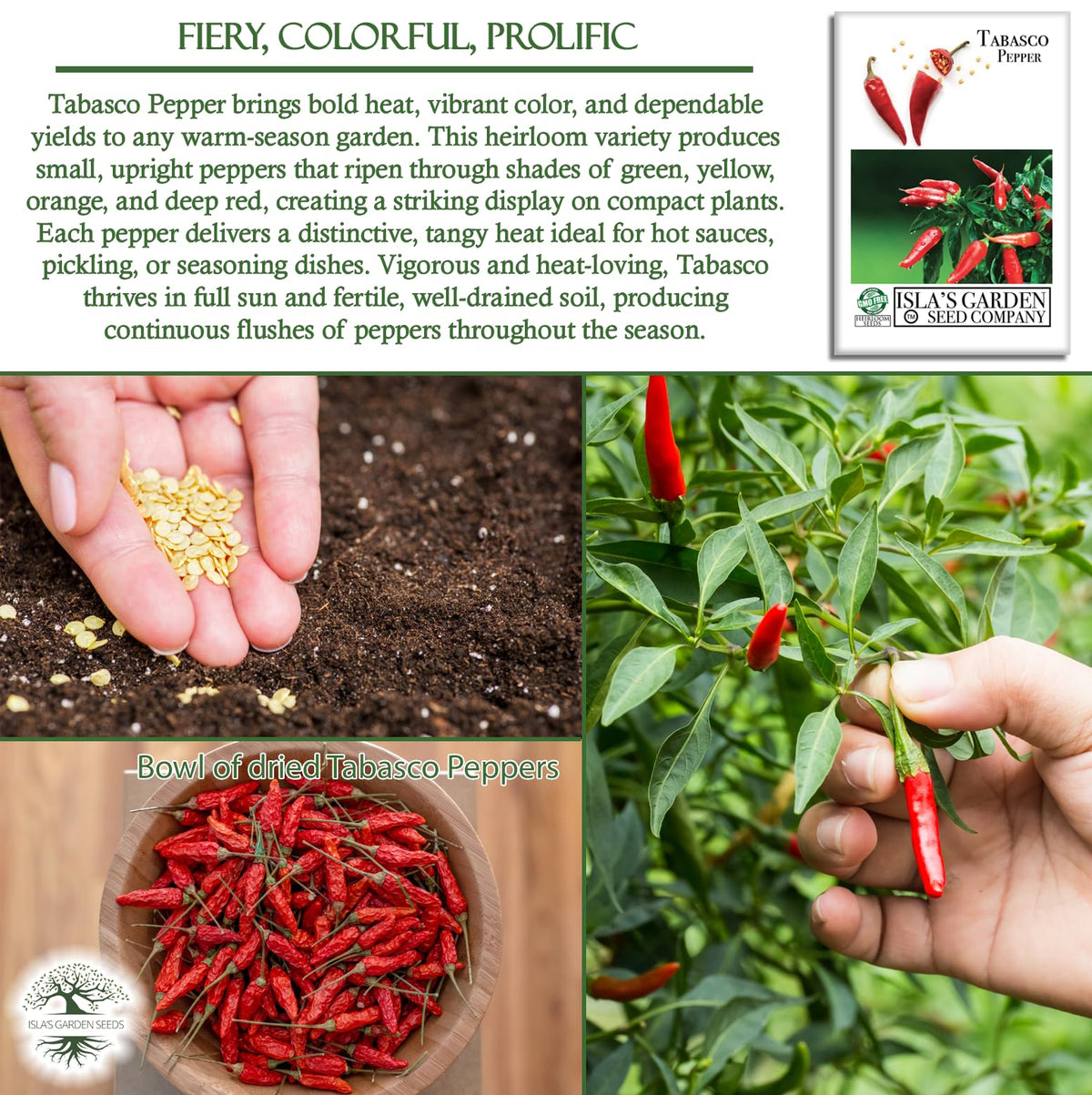Abundant Tabasco pepper harvest ideal for sauces and salsas