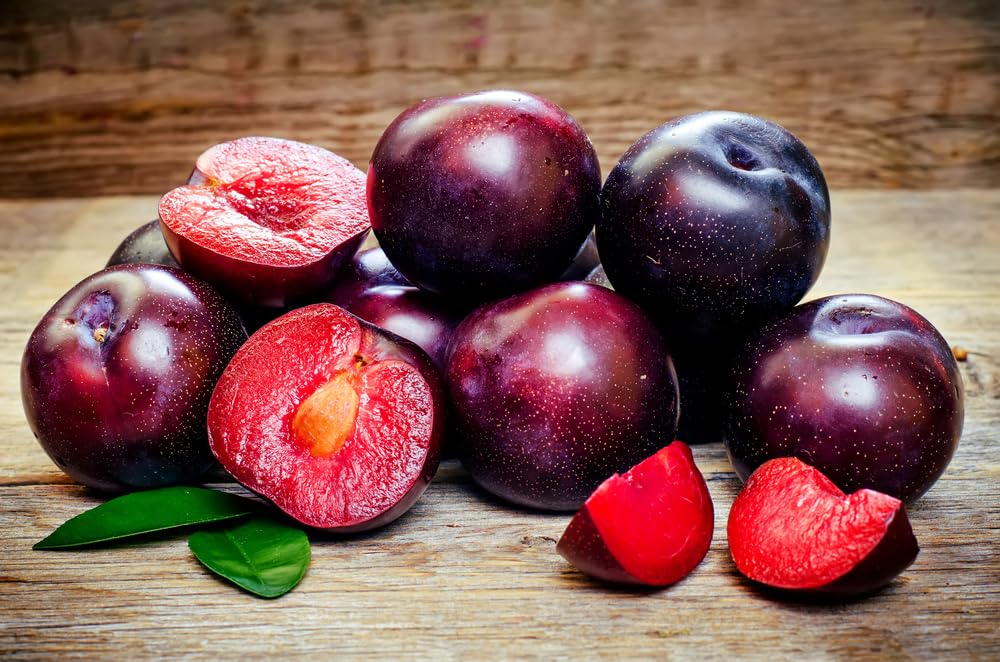 Isla's Garden Seeds American Red Plum container seed start illustrates indoor germination steps.