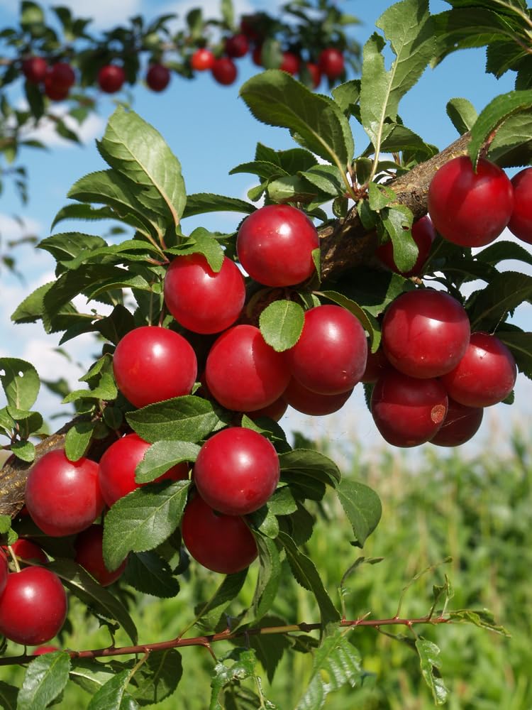Isla's Garden Seeds American Red Plum tree seeds germination setup aids hobbyists.