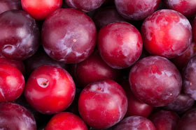Isla's Garden Seeds American Red Plum moist soil scene demonstrates growing conditions.