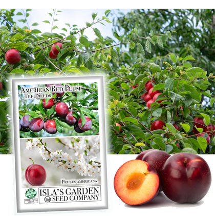 Isla's Garden Seeds American Red Plum tree seeds ready for cultivation in home orchards.