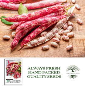 Isla's Garden Seeds borlotti beans seeds and dried beans on kitchen shelf