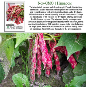 Isla's Garden Seeds borlotti beans in speckled pods ready for harvest
