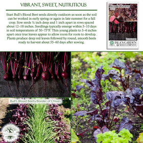 Isla's Garden Seeds Bull's Blood beets ready for harvest with glossy skins.