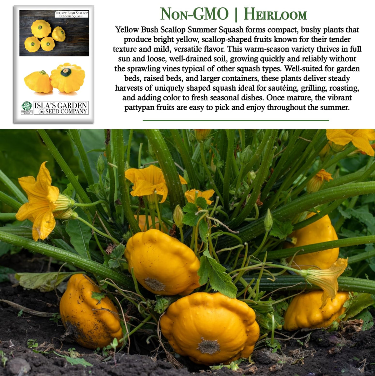 Isla's Garden Seeds compact bush squash thriving in a container garden