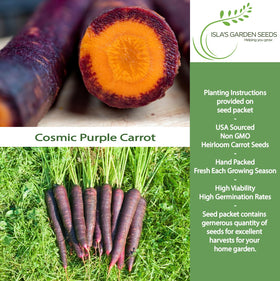 Cosmic Purple carrot roots emerging in soil with Isla's Garden Seeds for vibrant harvest.