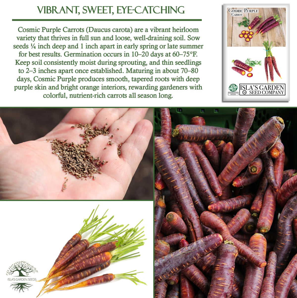 Cosmic Purple Carrot orange-core interior enhances flavor, shown by Isla's Garden Seeds.