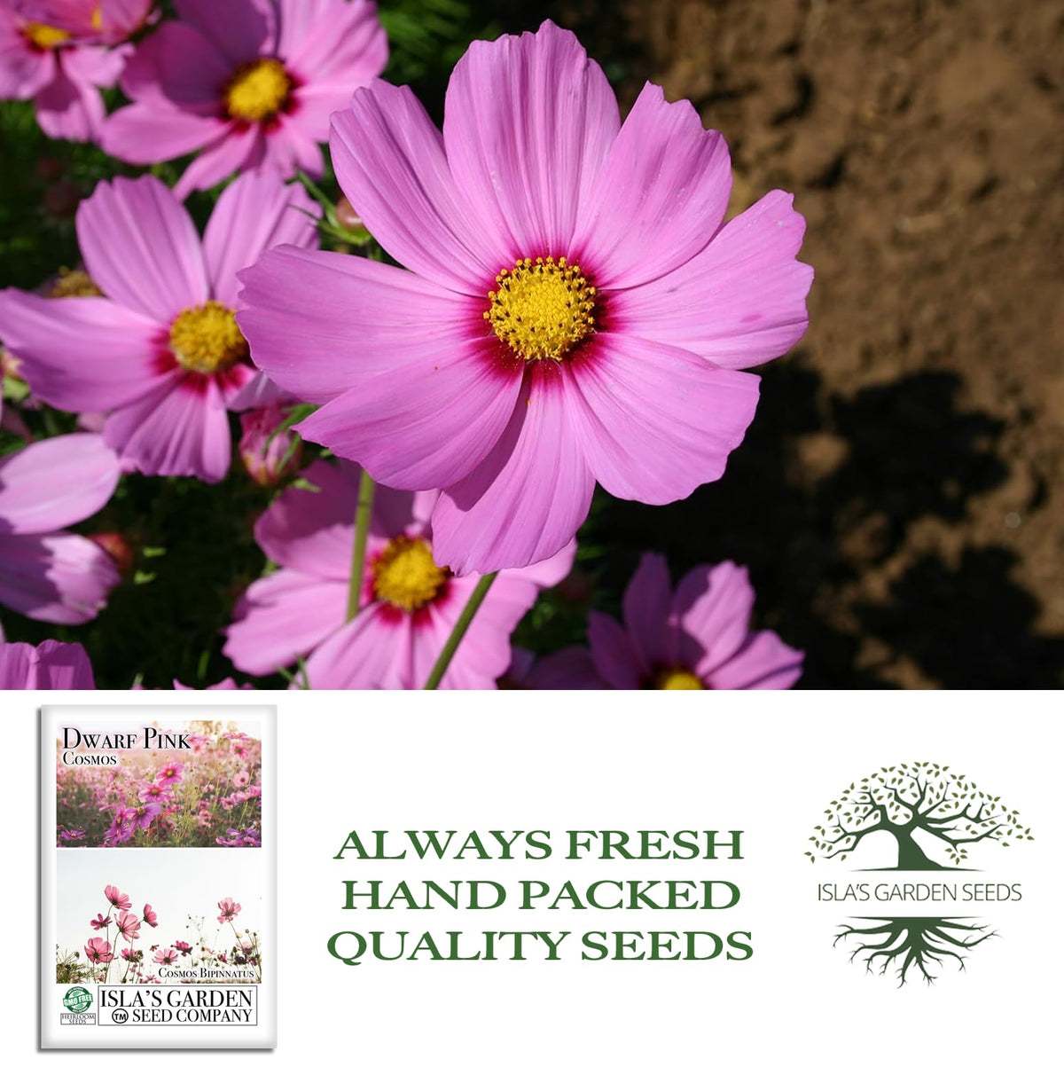 Isla's Garden Seeds cosmos bipinnatus flower heads for borders or containers