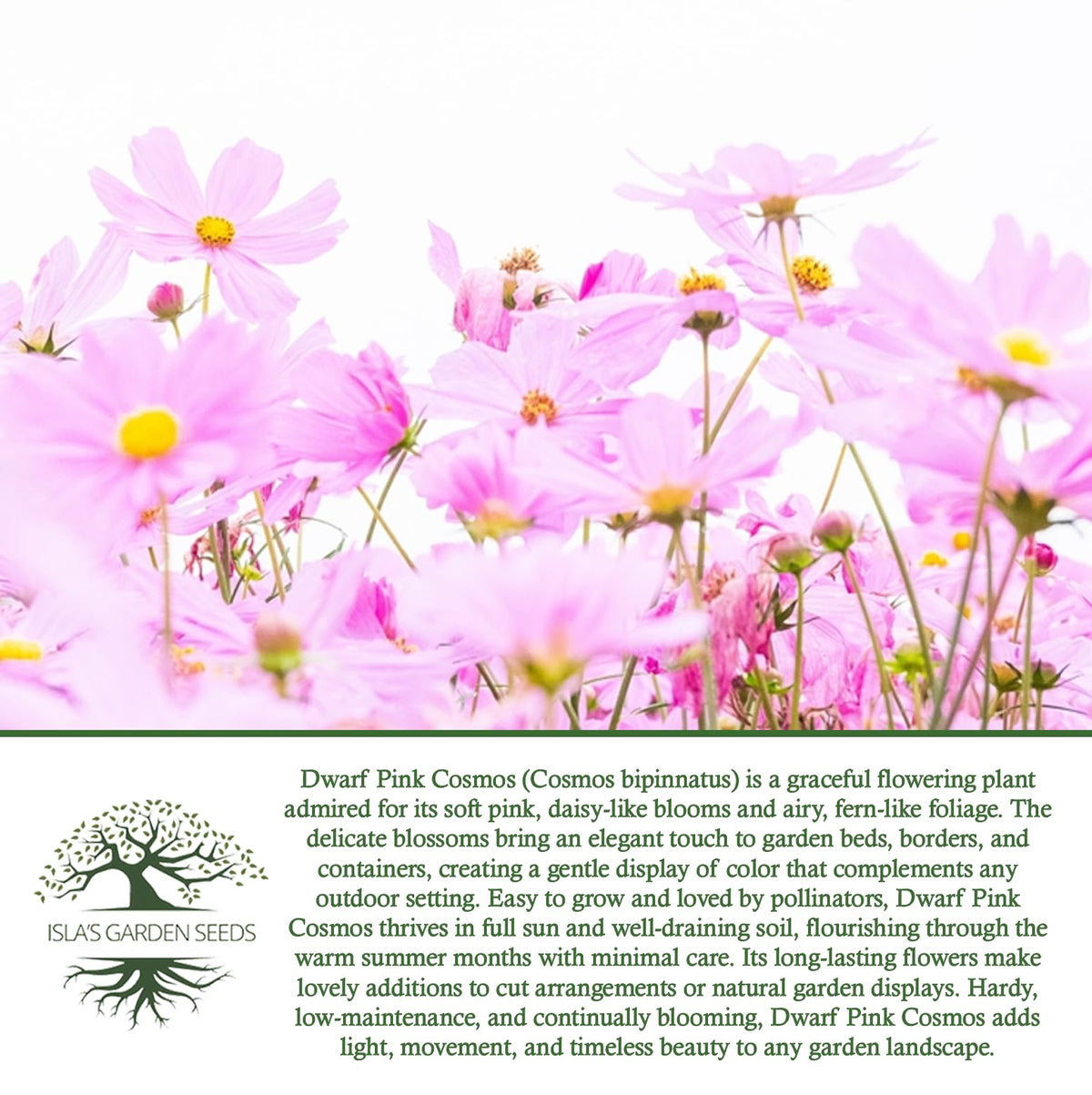 Isla's Garden Seeds cosmos bipinnatus leaves showing pinnate structure