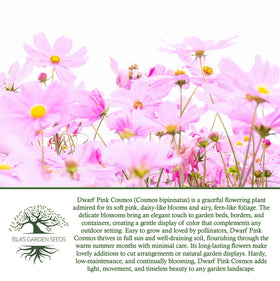 Isla's Garden Seeds cosmos bipinnatus leaves showing pinnate structure