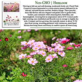 Isla's Garden Seeds cosmos bipinnatus pink bloom close up for showy flowers