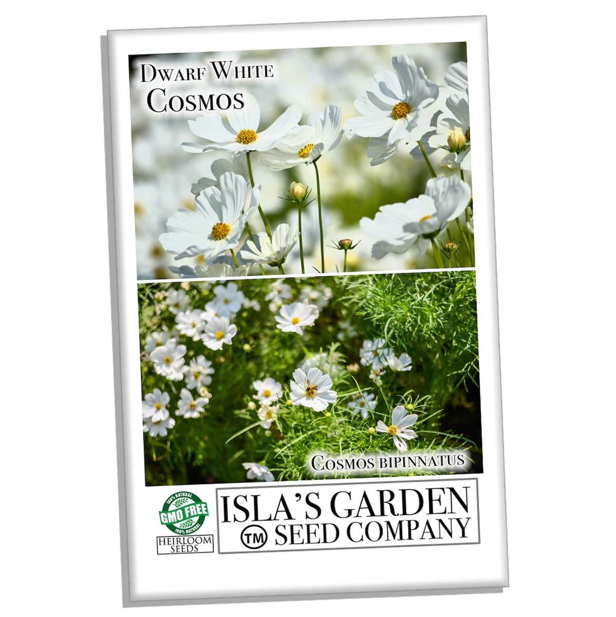 Isla's Garden Seeds Cosmos bipinnatus seedling showing sturdy growth for borders.