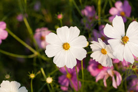 Isla's Garden Seeds Cosmos border display adds height and color.