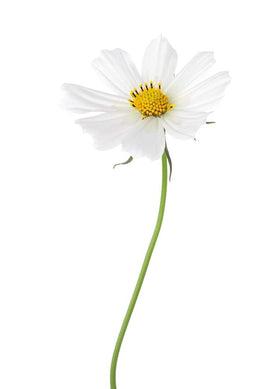 Isla's Garden Seeds Cosmos container plants bring cheerful blooms on patios.