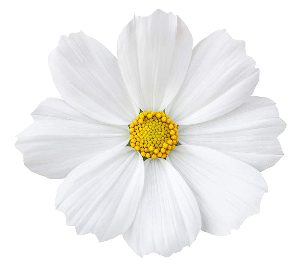 Isla's Garden Seeds Cosmos pollinator visit attracts bees to your garden.