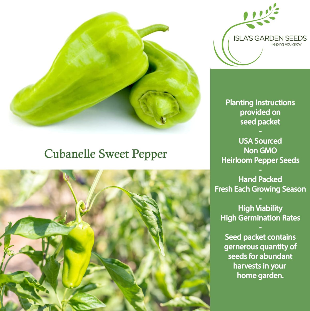 Isla's Garden Seeds Cubanelle peppers on the plant transitioning green to yellow for sautéing.