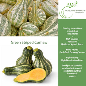 Close-up of Cushaw skin shows distinctive stripes for an eye-catching autumn display.