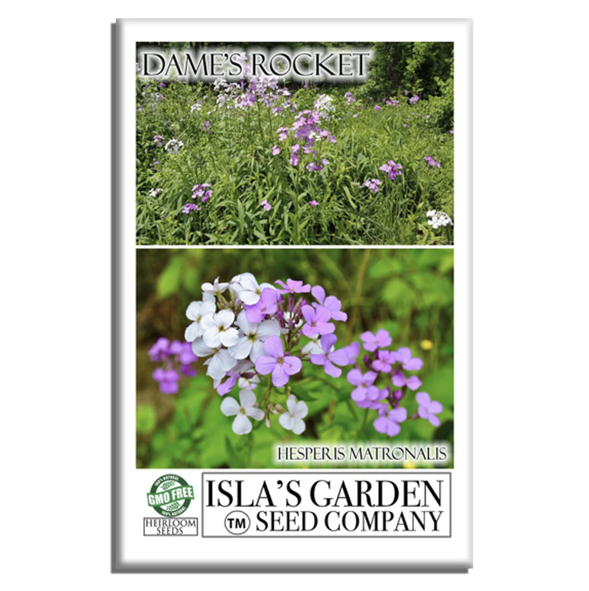 Isla's Garden Seeds Dame's Rocket bloom close-up highlights vibrant petals and inviting fragrance.