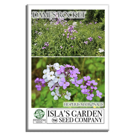 Isla's Garden Seeds Dame's Rocket bloom close-up highlights vibrant petals and inviting fragrance.